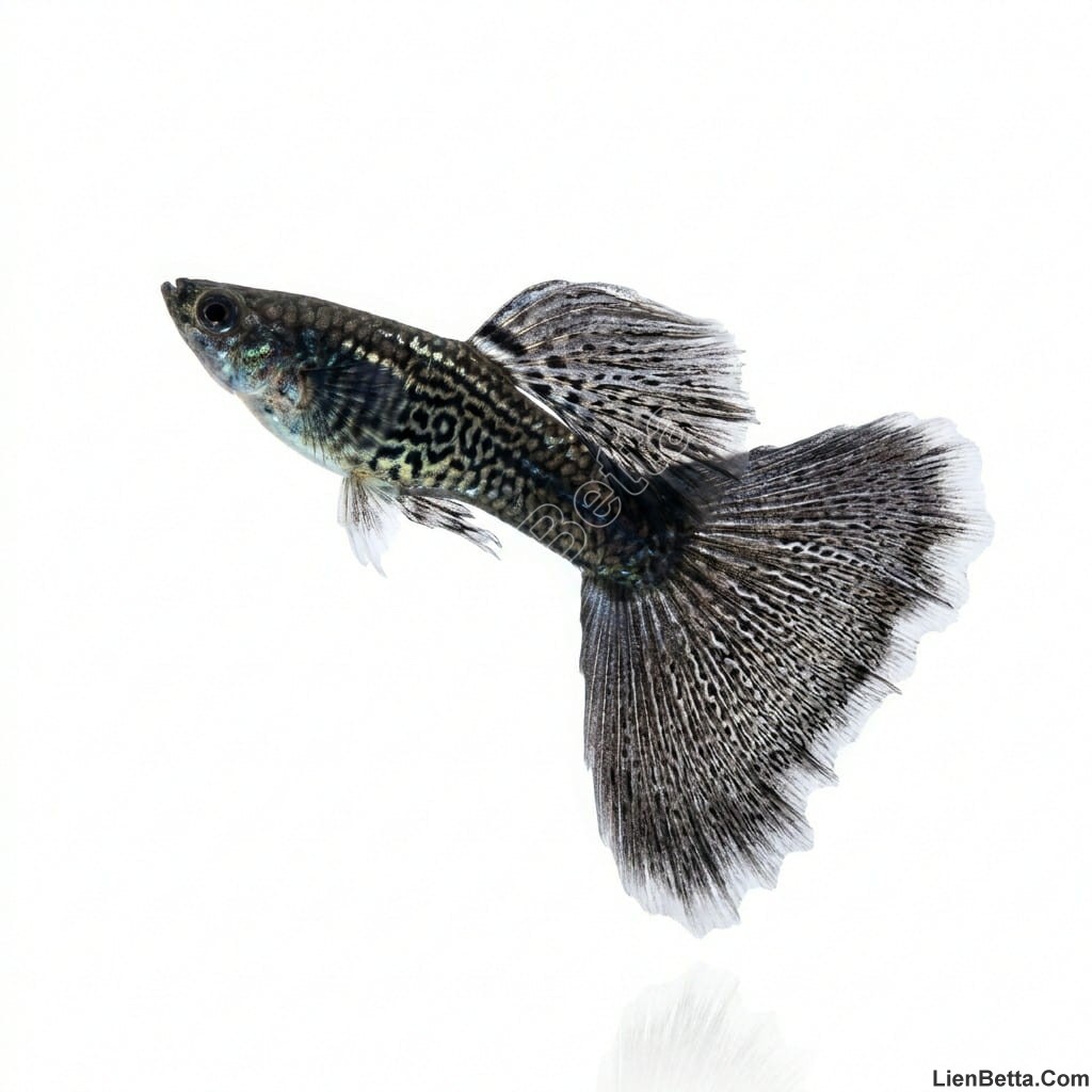 Kids Store - Woo Product Template 2 Black Lace Guppy Fish for Sale Online