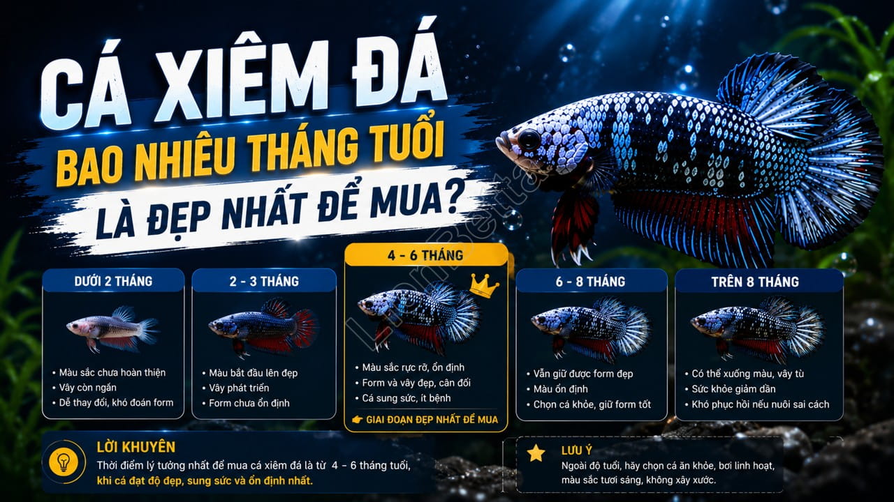 What Is the Best Age to Buy a Fighting Betta?
