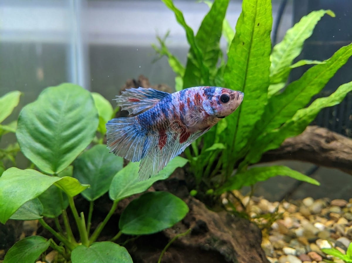 What Is the Best Age to Buy a Fighting Betta?