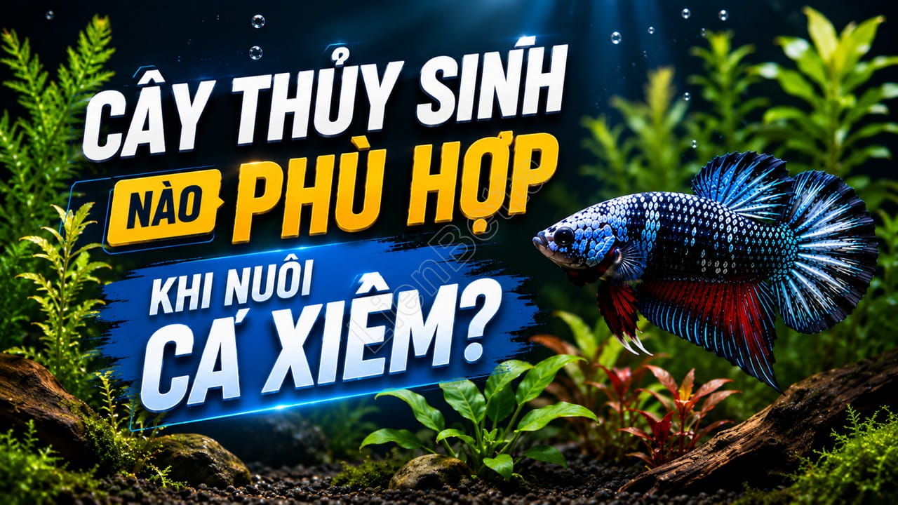 Cây Thủy Sinh Nào Phù Hợp Khi Nuôi Cá Xiêm 1 Best Aquatic Plants for Betta Fish