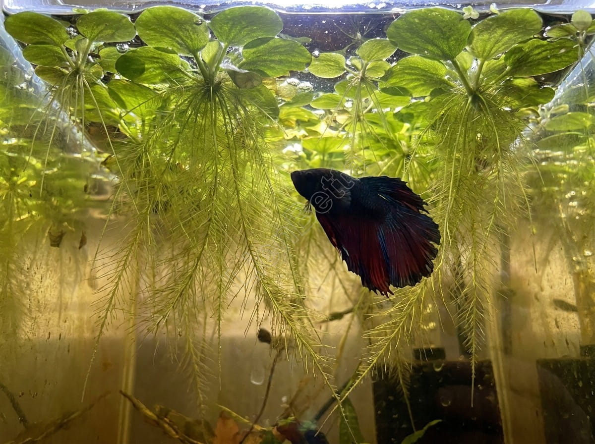 Cây Thủy Sinh Nào Phù Hợp Khi Nuôi Cá Xiêm 3 Best Aquatic Plants for Betta Fish