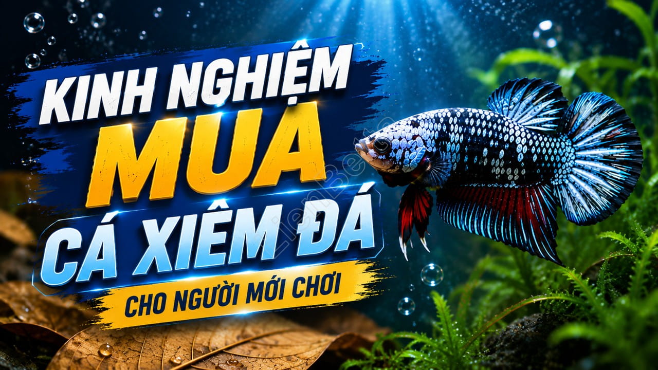 Kinh Nghiệm Mua Cá Xiêm Đá Cho Người Mới Chơi 1 Betta Buying Guide for Beginners