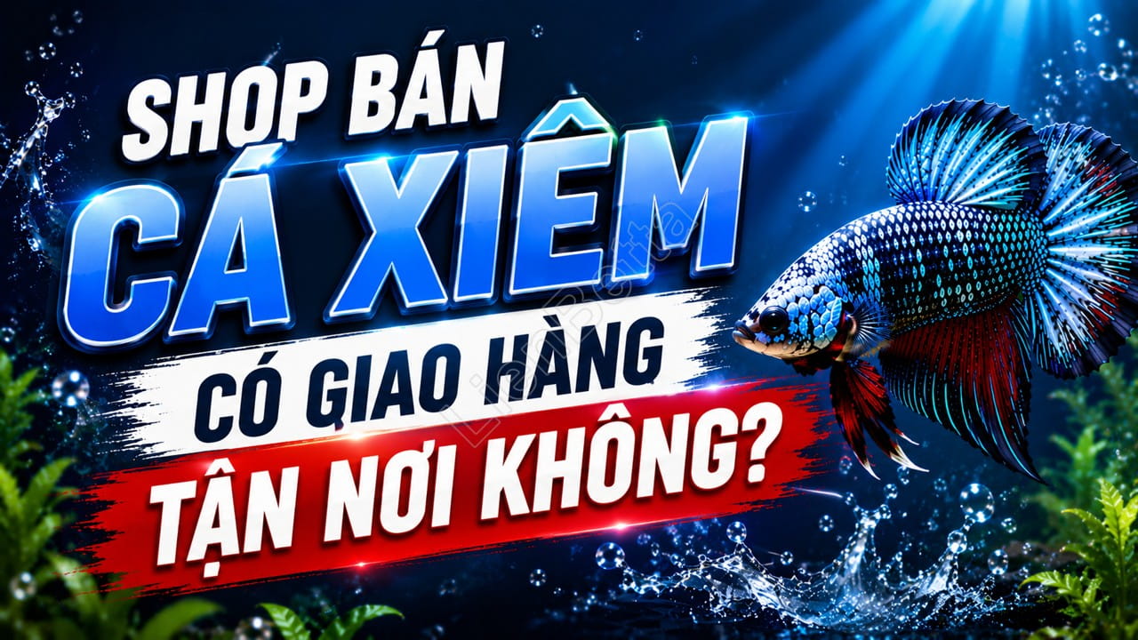 Shop Bán Cá Xiêm Có Giao Hàng Tận Nơi Không? 1 Does a Betta Fish Shop Offer Home Delivery