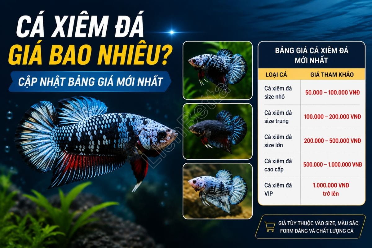 Cá Xiêm Đá Giá Bao Nhiêu? Cập Nhật Bảng Giá Mới Nhất 1 How Much Does a Fighting Betta Cost? Latest Price Guide