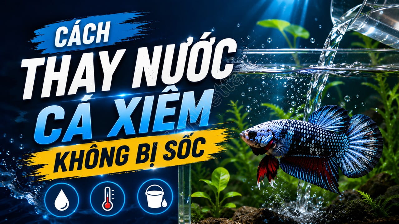 How to Change Betta Fish Water Without Causing Shock