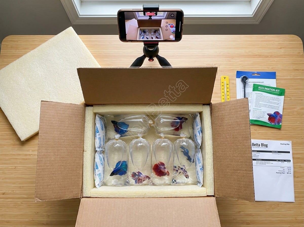 How to Inspect a Betta Fish Before Accepting Delivery
