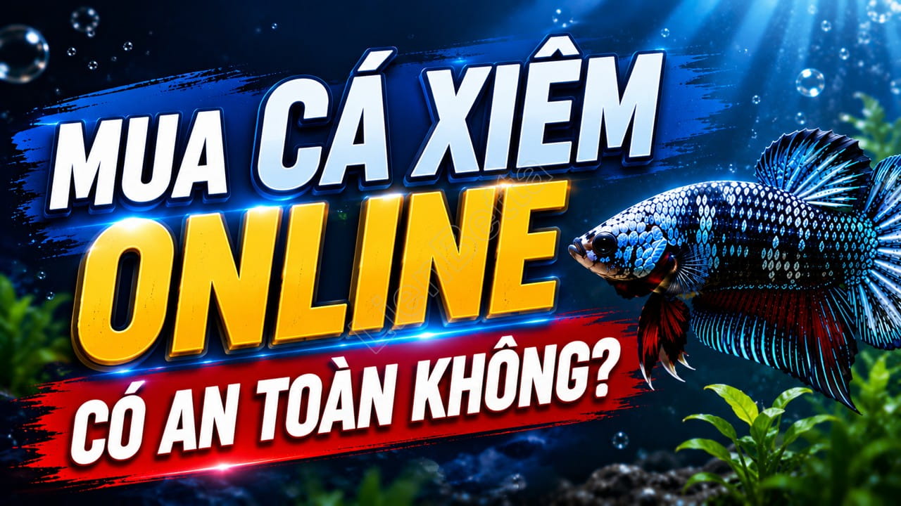 Is It Safe to Buy Betta Fish Online