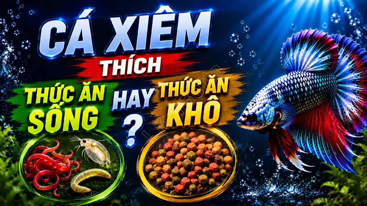 Betta Fish: Do They Prefer Live Food or Dry Food?