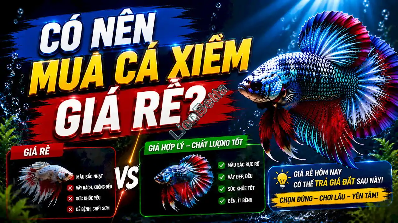 Có Nên Mua Cá Xiêm Giá Rẻ? 1 Should You Buy Cheap Betta Fish?