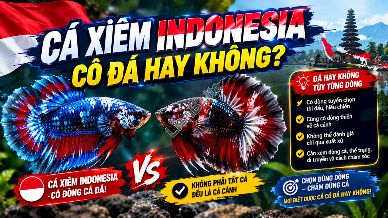 Do Indonesian Betta Fish Fight?