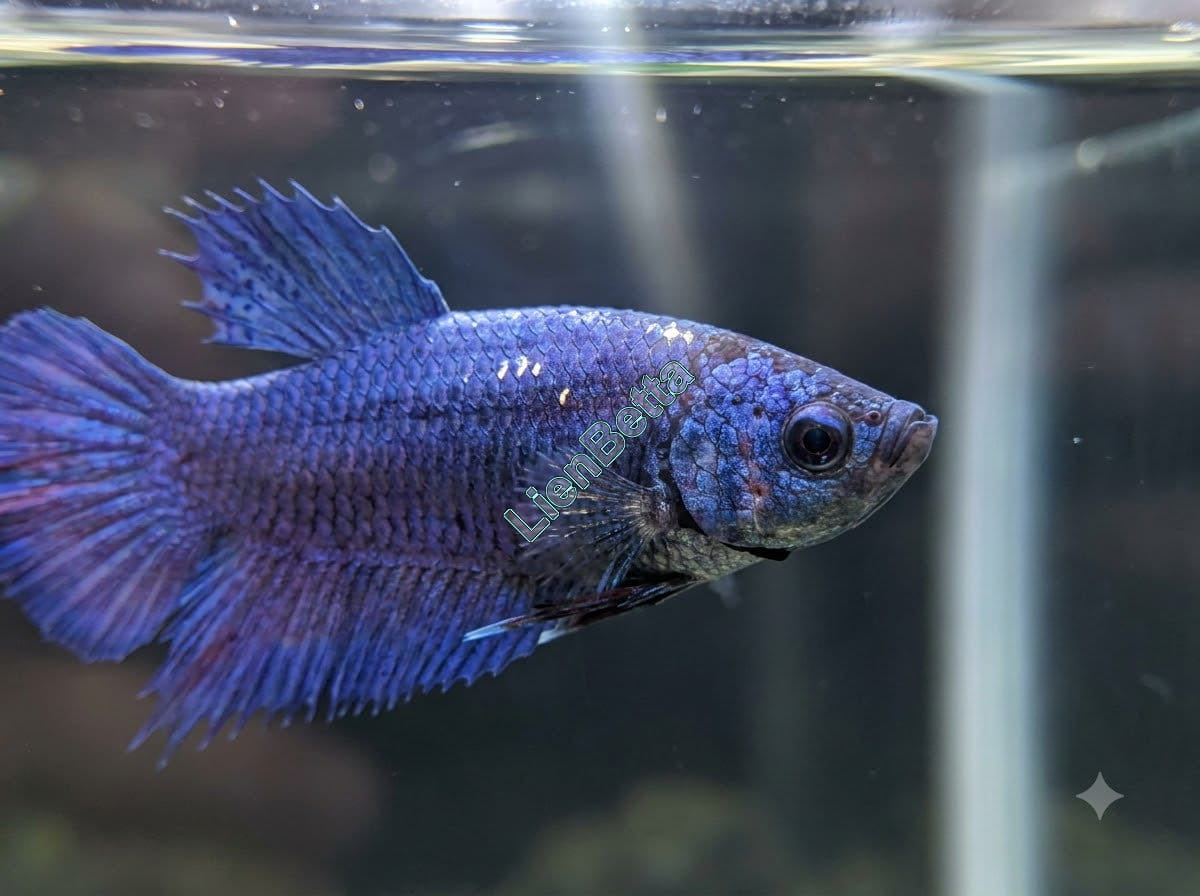 Do Indonesian Betta Fish Fight?